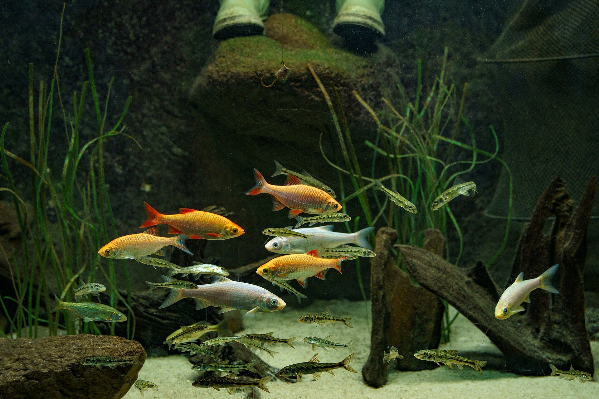 Aquarium de Touraine, Emblematic species